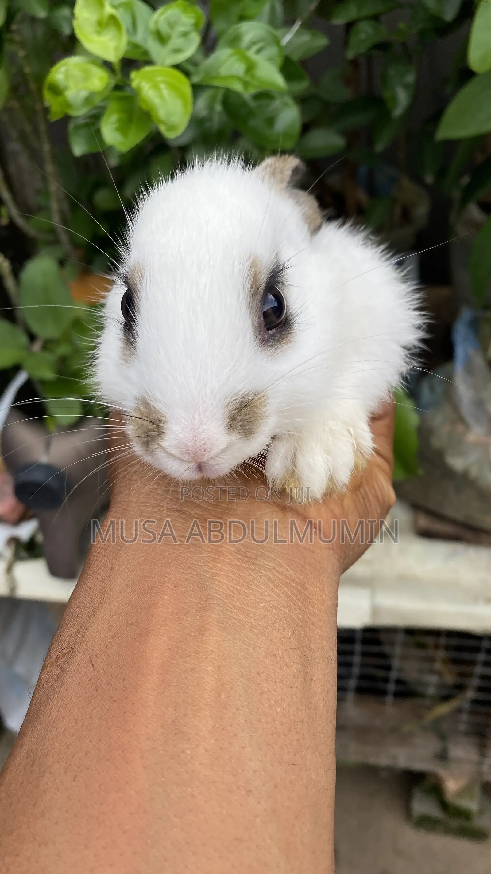 6 Weeks Old Angora Rabbits