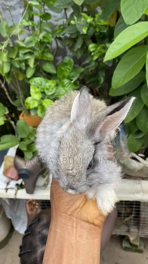 6 Weeks Old Angora Rabbits