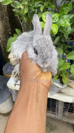 6 Weeks Old Angora Rabbits