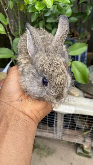 6 Weeks Old Angora Rabbits