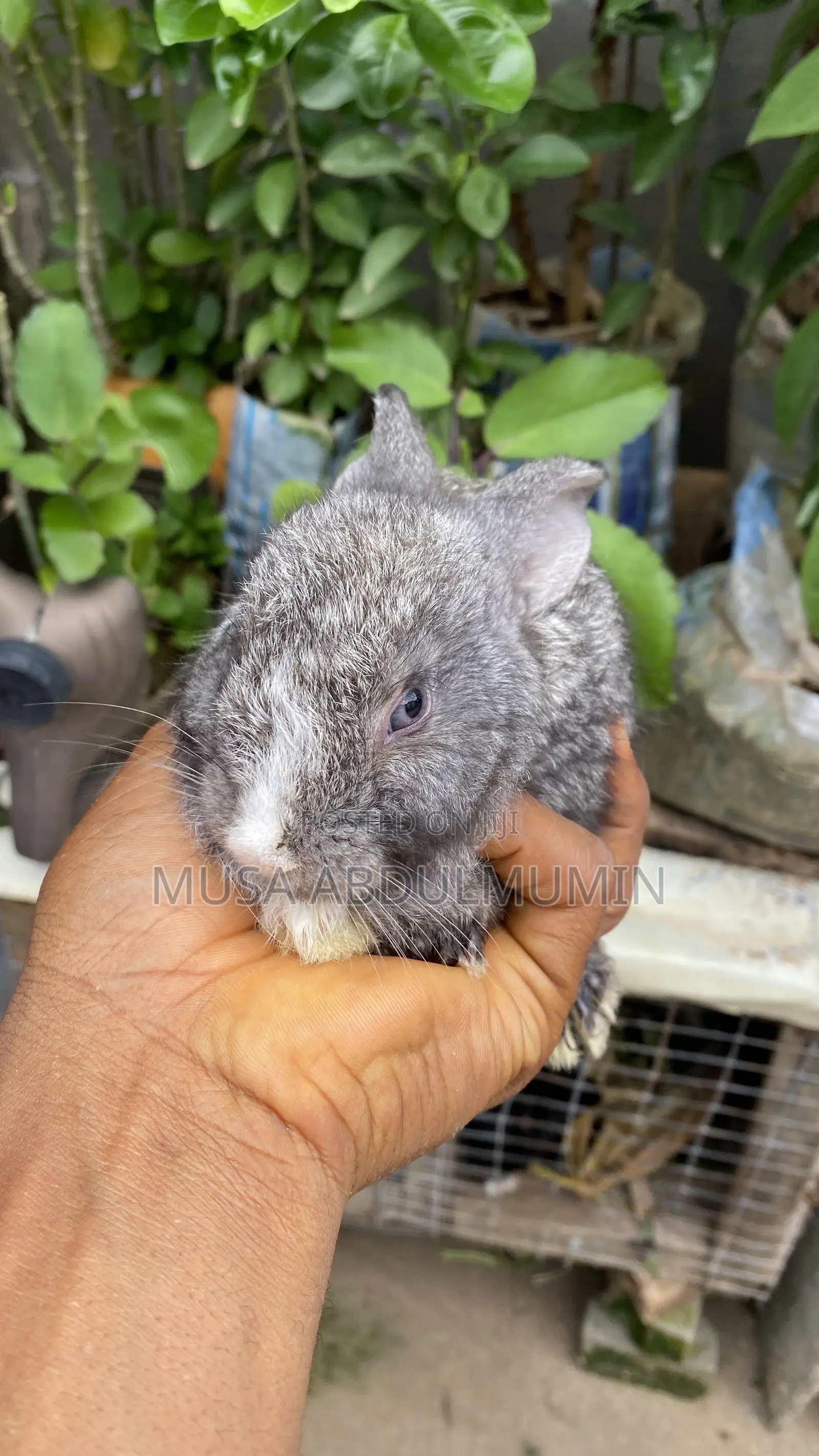 6 Weeks Old Angora Rabbits