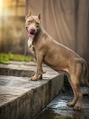 1-3 months Male Purebred American Bully