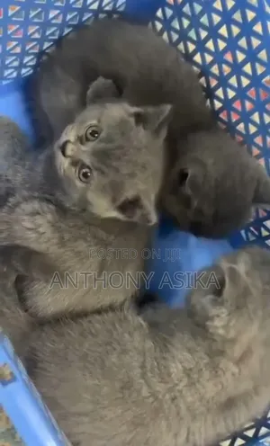 1-3 months Female Purebred British Shorthair