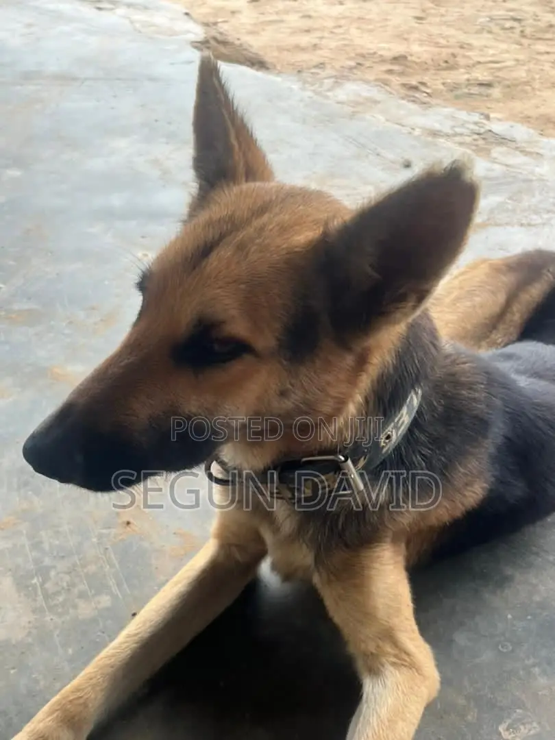 1+ year Male Purebred German Shepherd