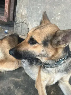 1+ year Male Purebred German Shepherd