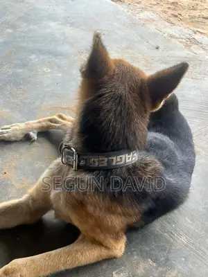1+ year Male Purebred German Shepherd