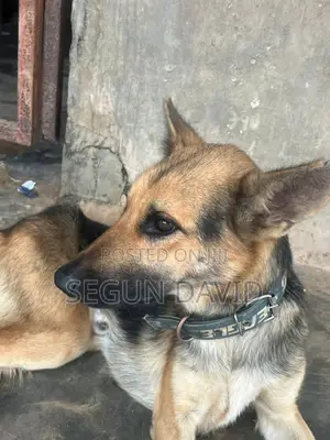 1+ year Male Purebred German Shepherd