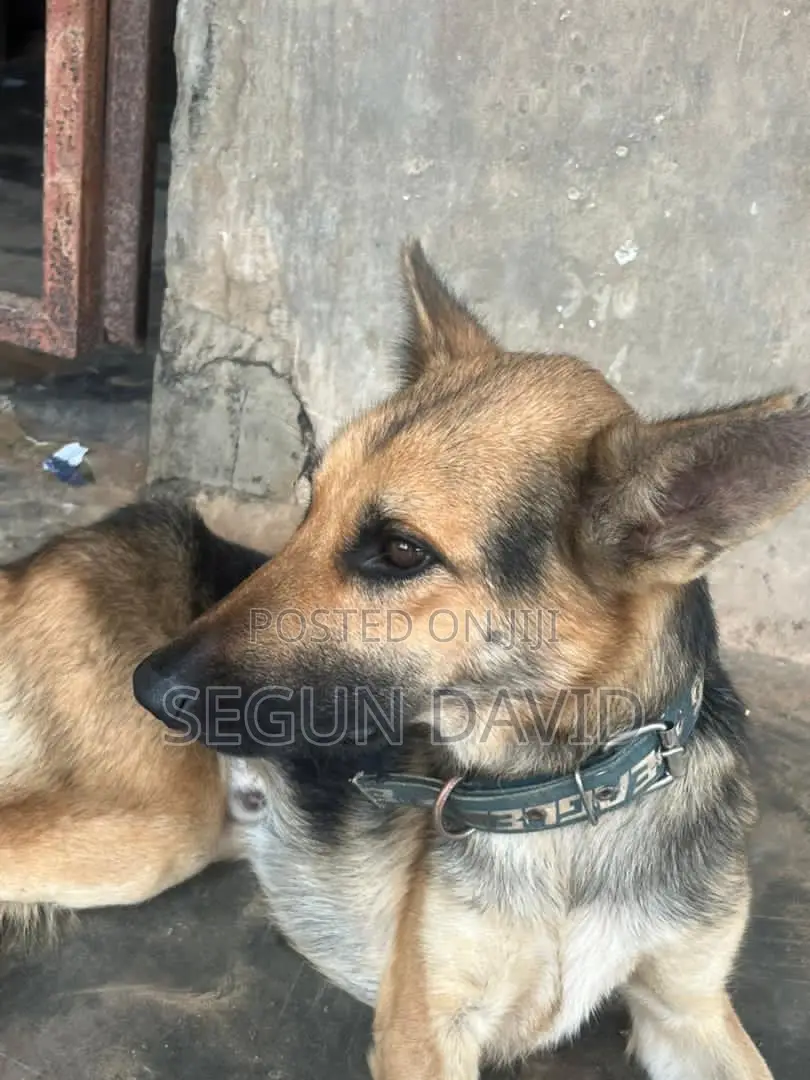 1+ year Male Purebred German Shepherd