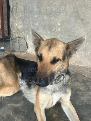 1+ year Male Purebred German Shepherd
