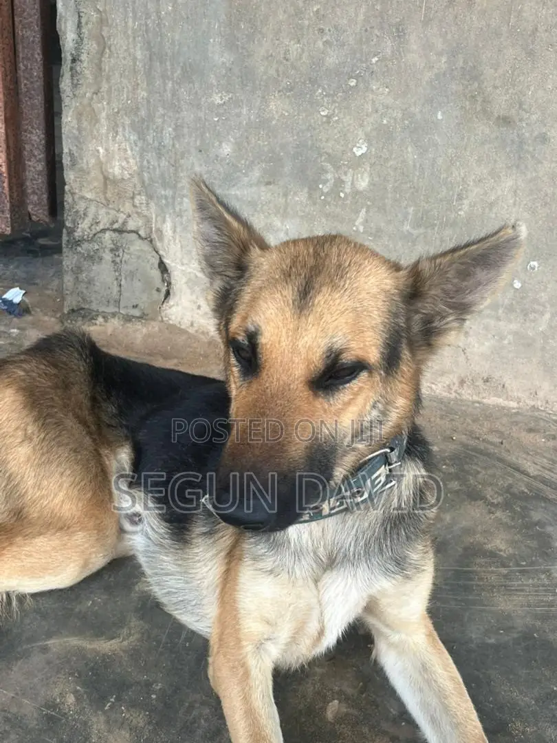 1+ year Male Purebred German Shepherd