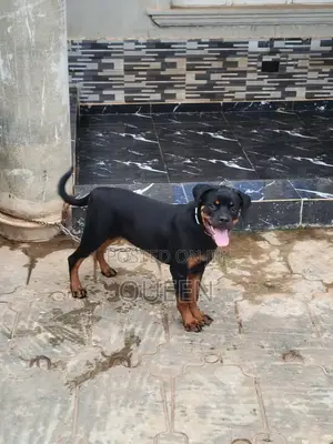 6-12 months Female Purebred Rottweiler