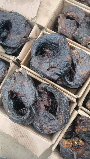 Borno River Breed Cat Fish
