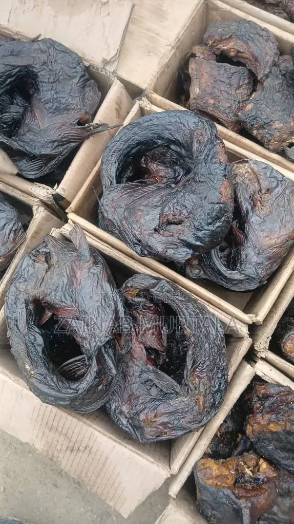 Borno River Breed Cat Fish