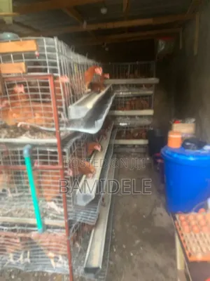 Poultry Cages and Equipment