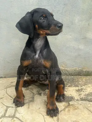 1-3 months Female Purebred Doberman Pinscher