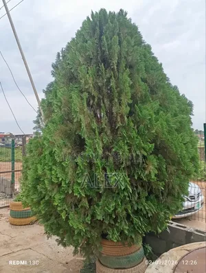 Grown Christmas Tree