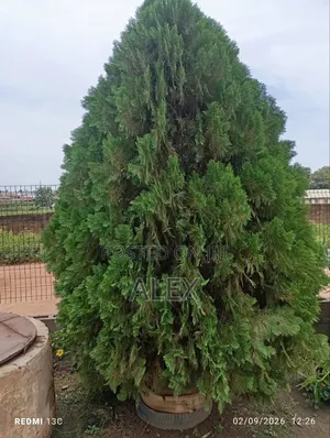 Grown Christmas Tree