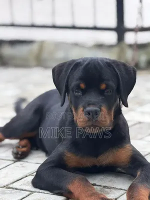 3-6 months Male Purebred Rottweiler