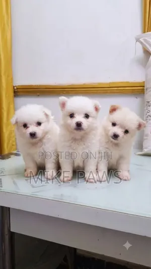 1-3 months Female Purebred American Eskimo