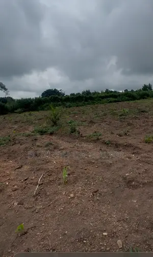 Palmtree Farm for Sale