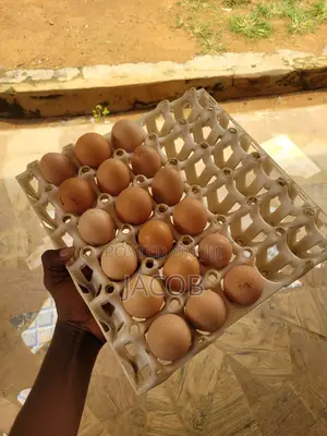 Fertilised Brahma and Noiler Eggs