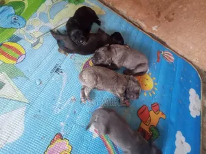 0-1 month Male Purebred Cane Corso