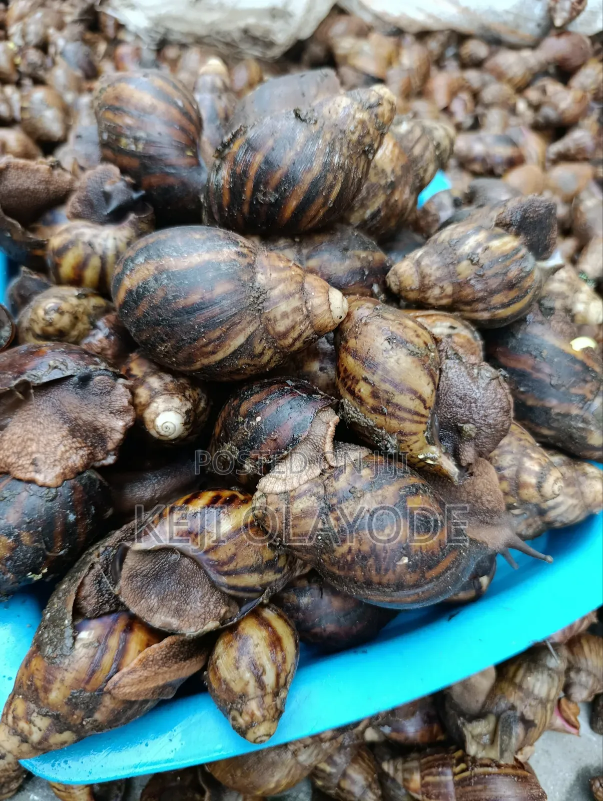 Peppered Snails Snack
