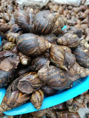 Peppered Snails Snack
