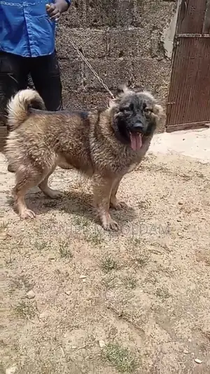 1+ year Female Purebred Caucasian Shepherd
