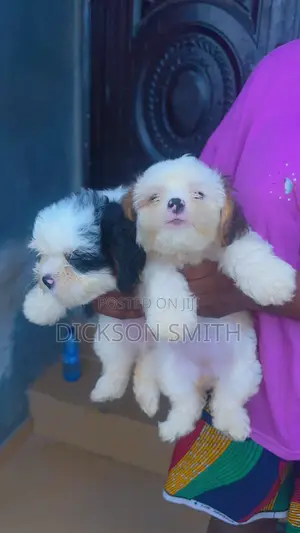 0-1 month Female Purebred Lhasa Apso