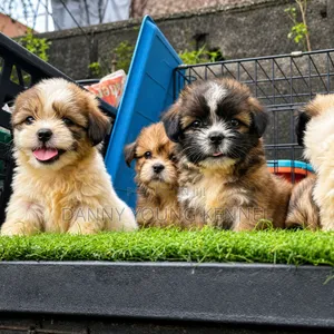 1-3 months Female Purebred Lhasa Apso