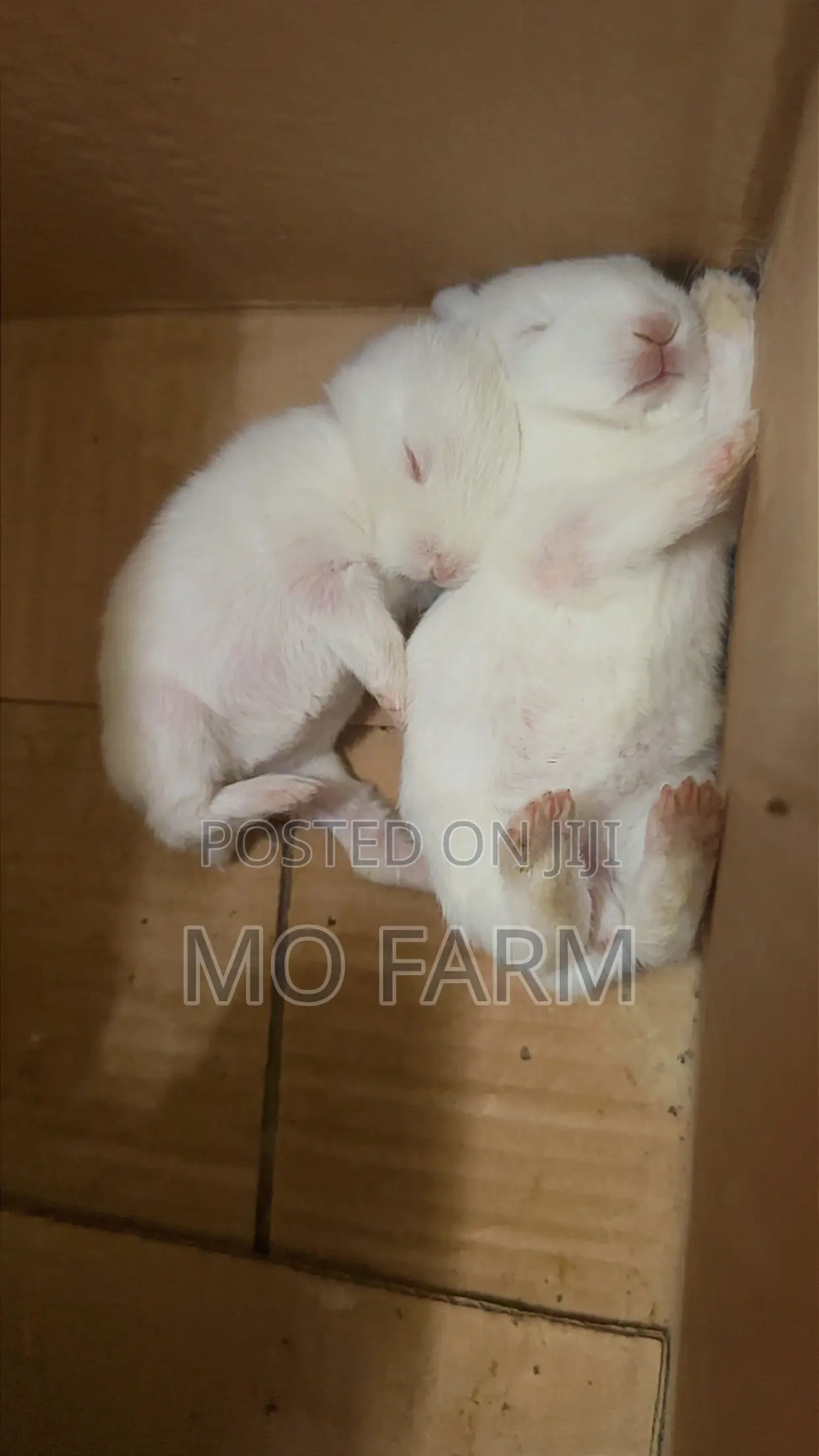 Pet Bunnies/Rabbits