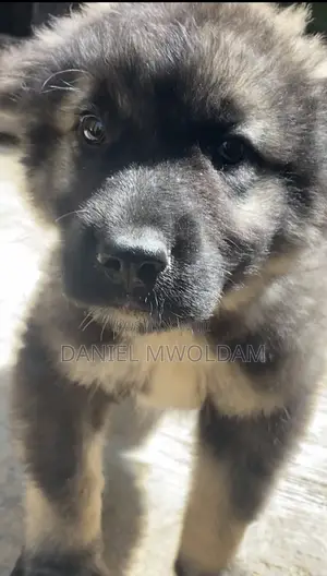 1-3 months Male Purebred Caucasian Shepherd