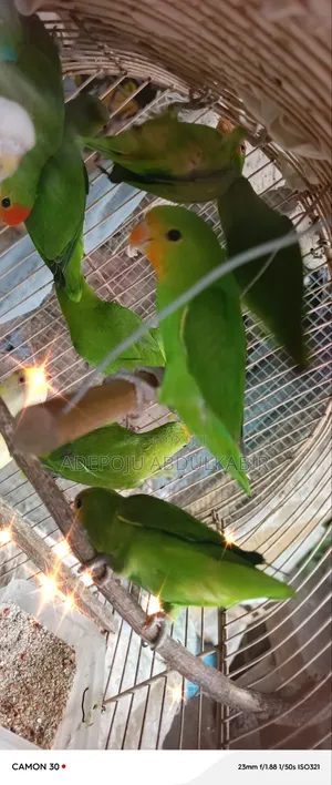 Lover Birds
