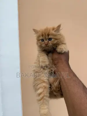 1-3 months Male Purebred Persian