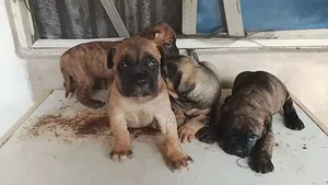 1-3 months Male Purebred Boerboel