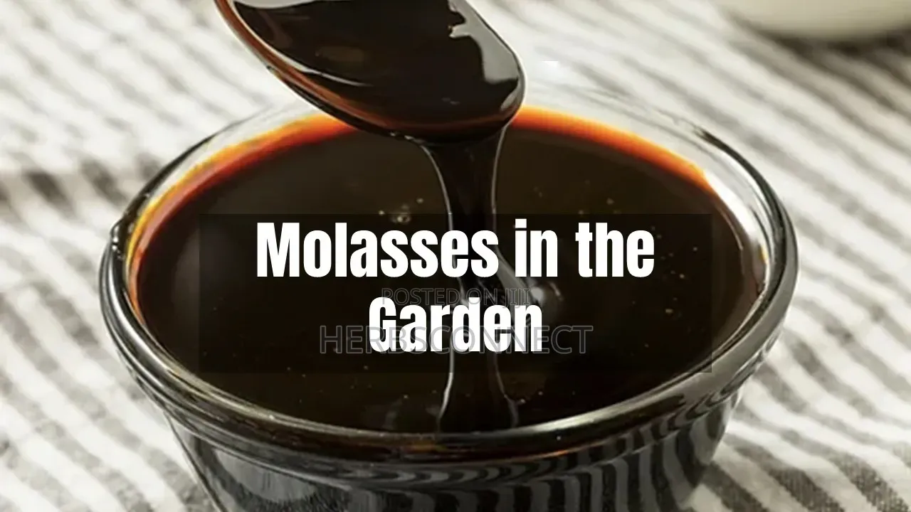 Organic Molasses Pure Black Strap -600ml