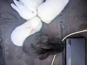 Rabbit Weaners