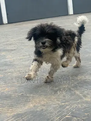 1+ year Male Purebred Shih Tzu