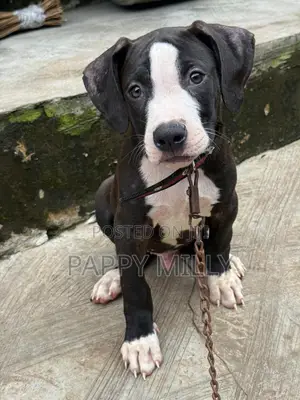 1-3 months Male Purebred American Pit Bull Terrier