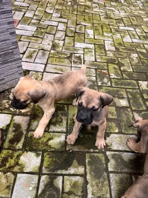 1-3 months Male Purebred Boerboel