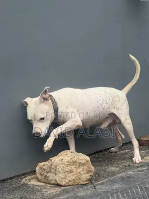 1+ year Male Purebred American Pit Bull Terrier