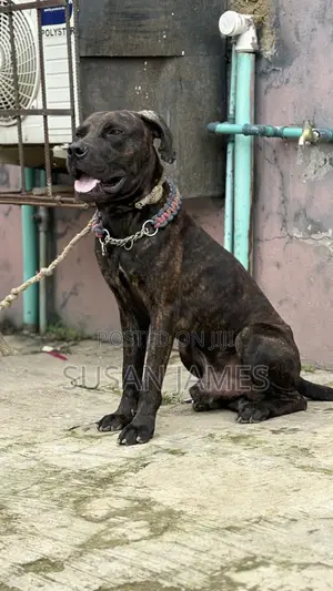 1+ year Male Purebred Boerboel