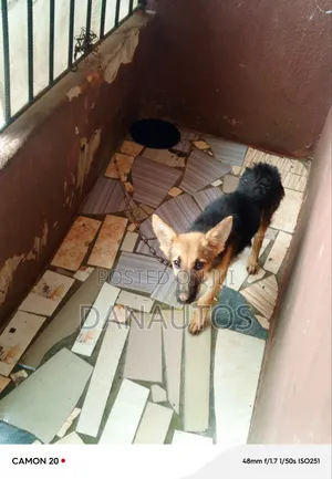 1-3 months Female Purebred German Shepherd