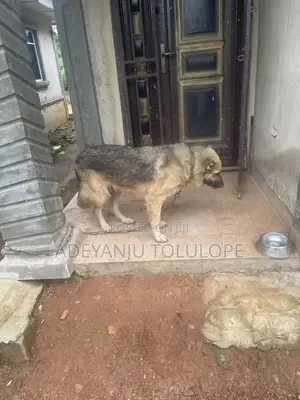 1+ year Female Purebred Caucasian Shepherd