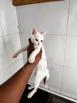 1-3 months Female Purebred Tabby