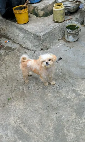 6-12 months Male Purebred Shih Tzu