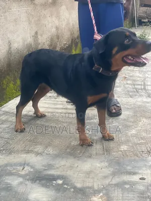 1+ year Female Purebred Rottweiler