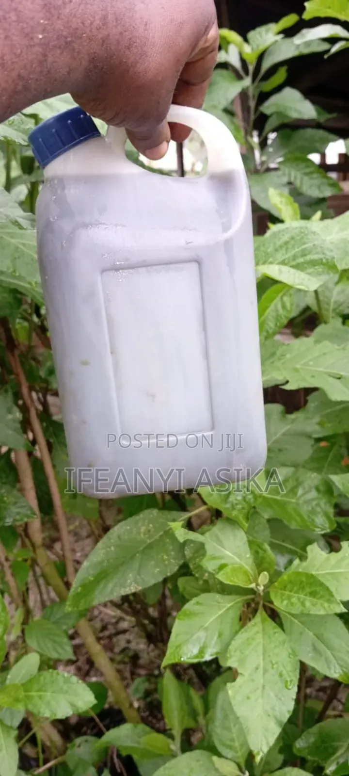 Rabbit Urine Available in Portharcourt