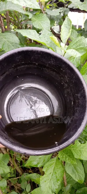 Rabbit Urine Available in Portharcourt